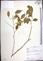 月橘藏品圖，第1張