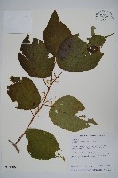 華八角楓藏品圖，第1張