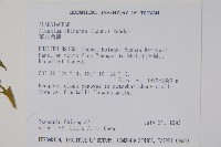 華八角楓藏品圖，第2張