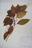 高山莢迷藏品圖，第1張