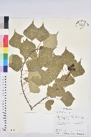 烏臼藏品圖，第1張