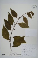 多子漿果莧藏品圖，第1張