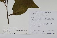 多子漿果莧藏品圖，第2張