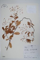 酸藤藏品圖，第1張