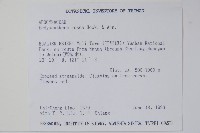 酸藤藏品圖，第2張