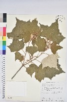 台灣白匏子藏品圖，第1張