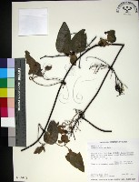 麥氏鐵線蓮藏品圖，第1張