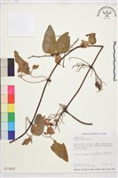 麥氏鐵線蓮藏品圖，第2張