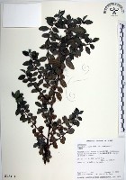 水雞油藏品圖，第1張