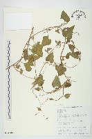 紅花野牽牛藏品圖，第1張