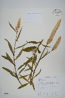 青葙藏品圖，第1張