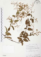 臺灣何首烏藏品圖，第1張