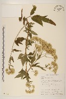 臺灣澤蘭藏品圖，第1張