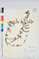 乳仔草藏品圖，第1張