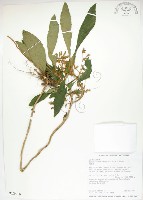 同蕊草、異色線柱苣苔藏品圖，第1張