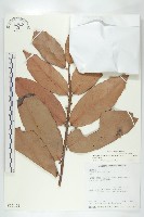 毛柿藏品圖，第1張