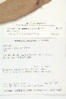 毛柿藏品圖，第2張