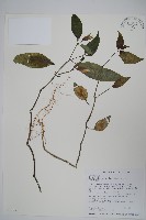 長花九頭獅子草、山藍藏品圖，第1張