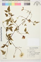 小木通藏品圖，第1張