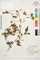 小木通藏品圖，第1張