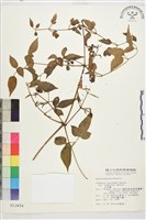 小木通藏品圖，第1張