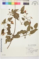 小木通藏品圖，第1張