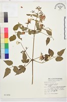 小木通藏品圖，第1張