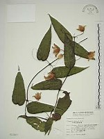 亨利氏鐵線蓮藏品圖，第1張