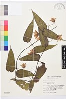 亨利氏鐵線蓮藏品圖，第2張