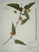 亨利氏鐵線蓮藏品圖，第1張