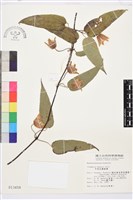 亨利氏鐵線蓮藏品圖，第2張