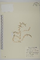 天蓬草、雀舌草藏品圖，第1張