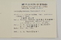 天蓬草、雀舌草藏品圖，第2張