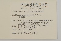 鵝兒腸藏品圖，第2張