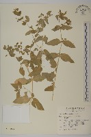 鵝兒腸藏品圖，第1張