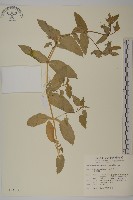 鵝兒腸藏品圖，第1張