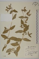 鵝兒腸藏品圖，第1張