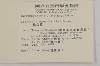 鵝兒腸藏品圖，第2張