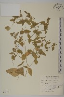 鵝兒腸藏品圖，第4張