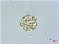 鵝兒腸藏品圖，第1張