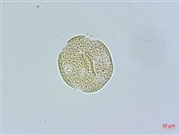 鵝兒腸藏品圖，第2張