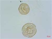 鵝兒腸藏品圖，第3張