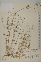 大爪草藏品圖，第1張