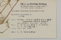 大爪草藏品圖，第2張