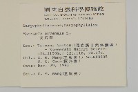 大爪草藏品圖，第2張