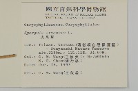 大爪草藏品圖，第2張