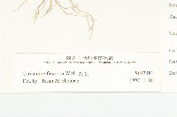 焊菜藏品圖，第3張