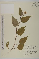 臺灣山白蘭藏品圖，第1張