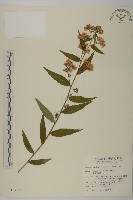 臺灣馬蘭藏品圖，第1張