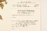 小米菊藏品圖，第2張